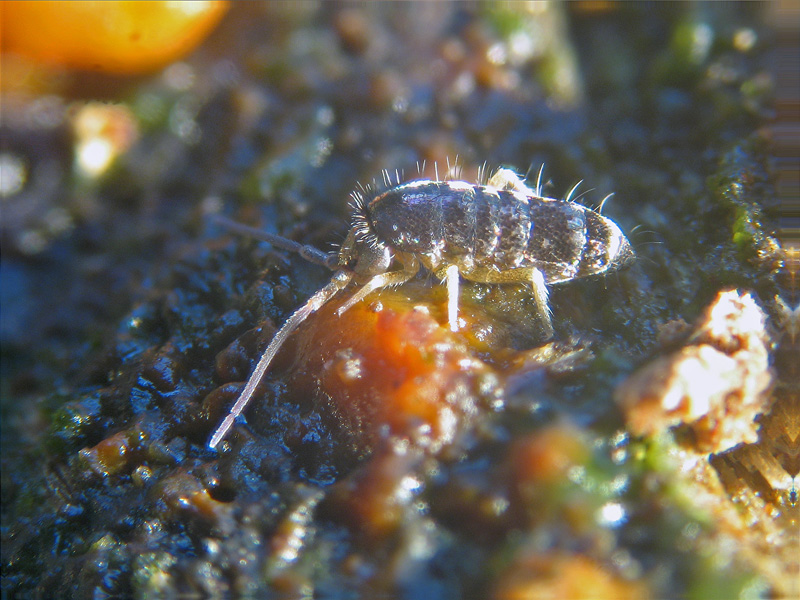 Collembola  Arthropleona